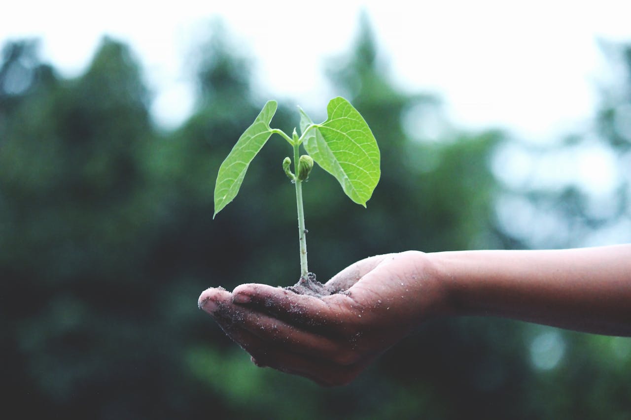 home-hero A young sapling held in hands symbolizes growth and sustainability.